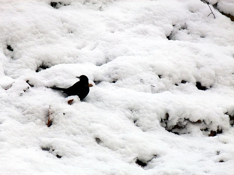 Bestand:Common Blackbird in Ryckevelde.jpg