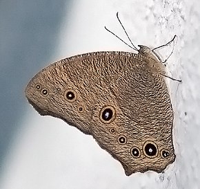 Bu görüntünün açıklaması, aşağıda da yorumlanmıştır