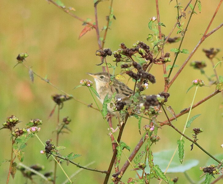 File:Common grasshopper warblers 74.jpg