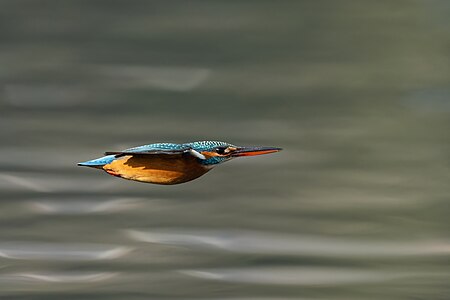 Common kingfisher in flight