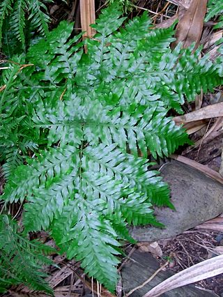 <i>Pteris microptera</i> Species of fern