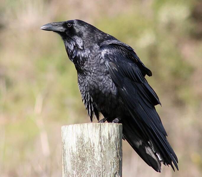 https://upload.wikimedia.org/wikipedia/commons/thumb/2/29/Common_raven_by_David_Hofmann.jpg/683px-Common_raven_by_David_Hofmann.jpg