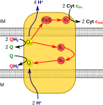 Hình SVG mới