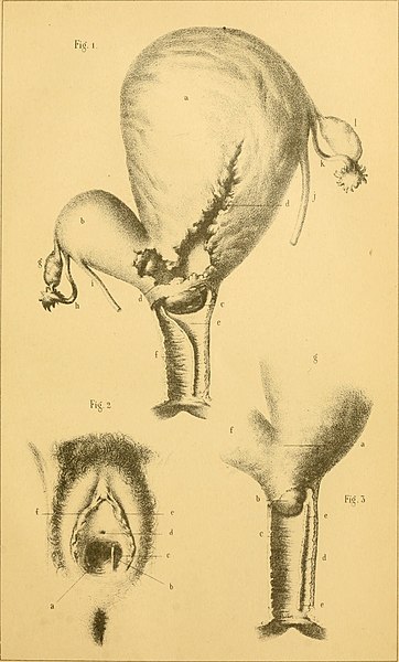 File:Comptes rendus des séances de la Société de biologie et de ses filiales (1853) (20673331085).jpg