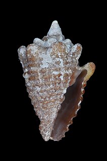 <i>Condylomitra bernhardina</i> Species of gastropod