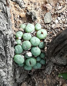 Conophytum piluliforme basah selama musim dingin 2 - Copy.jpg