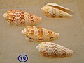 Conus dusaveli