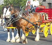 Tweespan voor een bierwagen