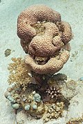 Coral cerebro (Platygyra daedalea), parque nacional Ras Muhammad, Egipto, 2022-03-27, DD 70.jpg