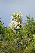 Thumbnail for File:Cordyline australis kz01.jpg