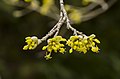 European Cornel flowering