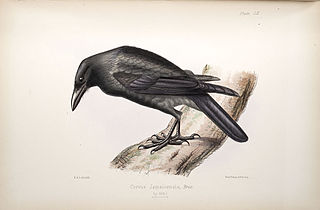 <span class="mw-page-title-main">Jamaican crow</span> Species of bird