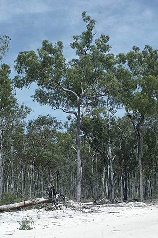 <i>Corymbia nesophila</i> Species of plant