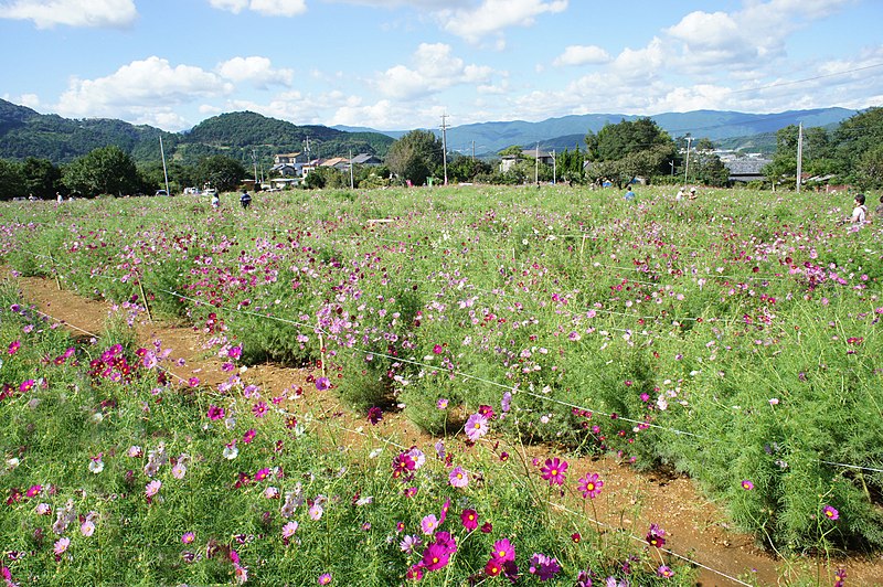 File:Cosmos maze Shinshiro Aichi JAPAN - panoramio (1).jpg