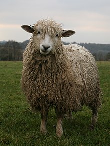 Cotswold Sheep (cropped).JPG
