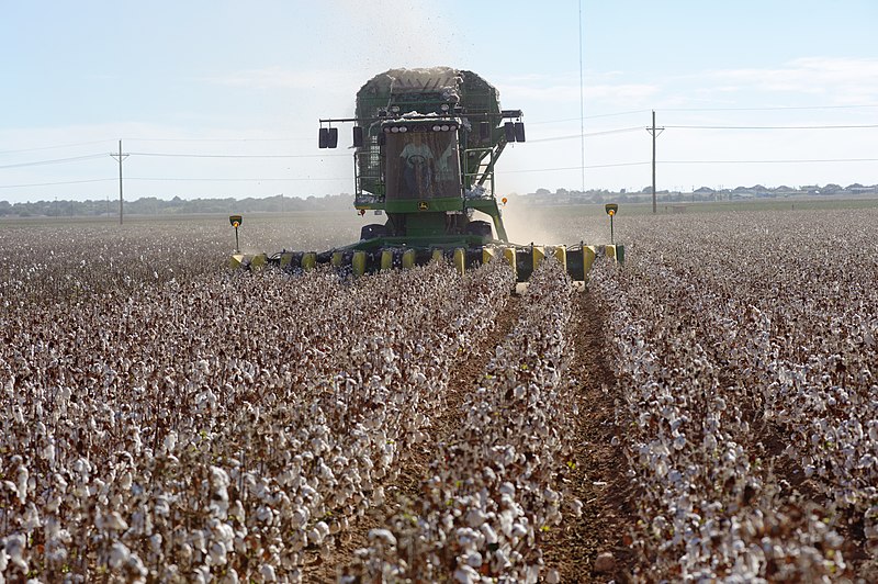 File:Cotton harvest on the South Plains near Lubbock, Texas. A cotton stripper is pulling the cotton bolls and leaves off the cottons stalk. (25090934056).jpg