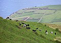 Cows - Sao Miguel, Azores - panoramio.jpg