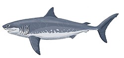 Restoration of the Late Cretaceous shark Cretoxyrhina, or the Ginsu shark Cretoxyrhina mantelli 21DB.jpg