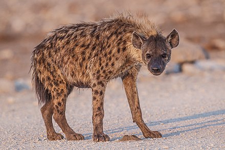 Spotted hyena in Etosha National Park