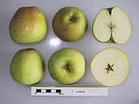 Cross section of Jacquin, National Fruit Collection (acc. 1947-358) .jpg