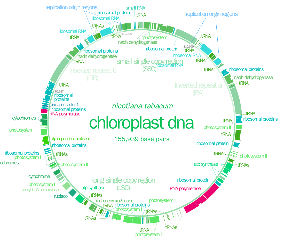 엽록체 DNA