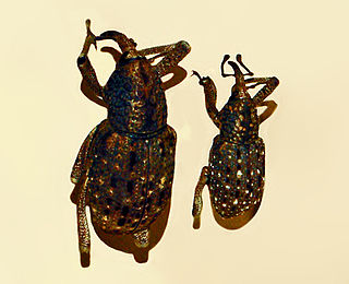 <i>Sipalinus</i> Genus of beetles