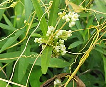 Cuscuta pentagona.jpg