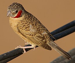 Амадина червоногорла (Amadina fasciata)