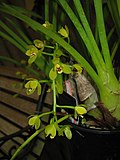 Cymbidium madidum2.jpg