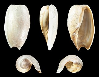 <i>Cymbium pachyus</i> Species of gastropod