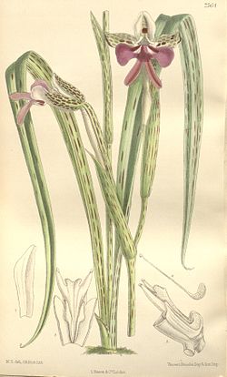 Cynorkis uniflora (as Cynorkis grandiflora, spilleled Cynorchis grandiflora) - Curtis' 123 (Ser. 
 3 no. 
 53) pl. 
 7564 (1897). 
 jpg