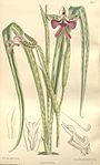 Cynorkis uniflora (as Cynorkis grandiflora, spelled Cynorchis grandiflora) - Curtis' 123 (Ser. 3 no. 53) pl. 7564 (1897).jpg