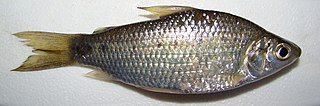 <i>Cyphocharax</i> Genus of fishes