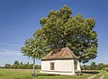 * Nomination St Gertrude chapel near Gerolzhofen with natural monument "chapel lime" (the left tree is crooked in reality) --Plozessor 05:11, 20 October 2023 (UTC) * Promotion  Support Nice composition and good quality. --AFBorchert 07:03, 20 October 2023 (UTC)