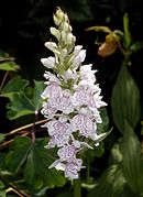 Dactylorhiza praetermissa var. junialis