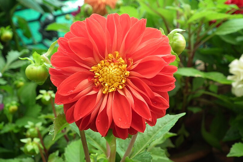 File:Dahlia at Lalbagh flowershow aug2011 7059.JPG