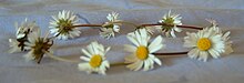 A daisy garland, a chain of daisy flowers Daisy chain.JPG