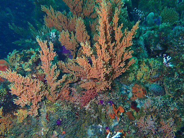 Dalgleish sea fan at Dalgleish Bank