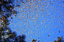 In Flight Behavior, alteration of monarch butterflies migration symbolizes a changing world. Danaus plexippus-1.jpg