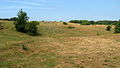 Danish landscape between Brovst and Fjerritslev, juli 2013 ubt-002.JPG