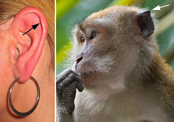 The Darwin-tubercle (left) is a vestigial form of the ear tip (right) in the mammalian ancestors of humans—here shown in a crab-eating macaque.