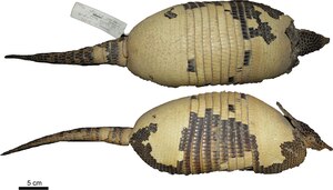 Yungas armadillo (Dasypus mazzai), holotype specimen