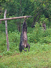 Aye-ayes are commonly thought to be bad omens by some of the Malagasy people, although other legends consider them a good omen. When spotted, they are killed on sight and hung up so that the evil spirit will be carried away by travelers. Daubentonia madagascariensis - dead 01.jpg