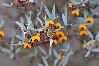 <i>Daviesia nudiflora</i> species of plant