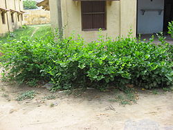 Shrubs are planted around houses, as part of the environmental protection movement Dayalbagh residency 002.jpg