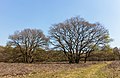 archeologische reservaat Grillig gevormde Eik (Quercus).