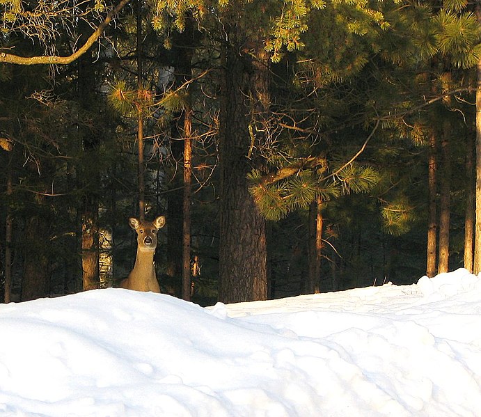 File:Deer forest minnesota.jpg