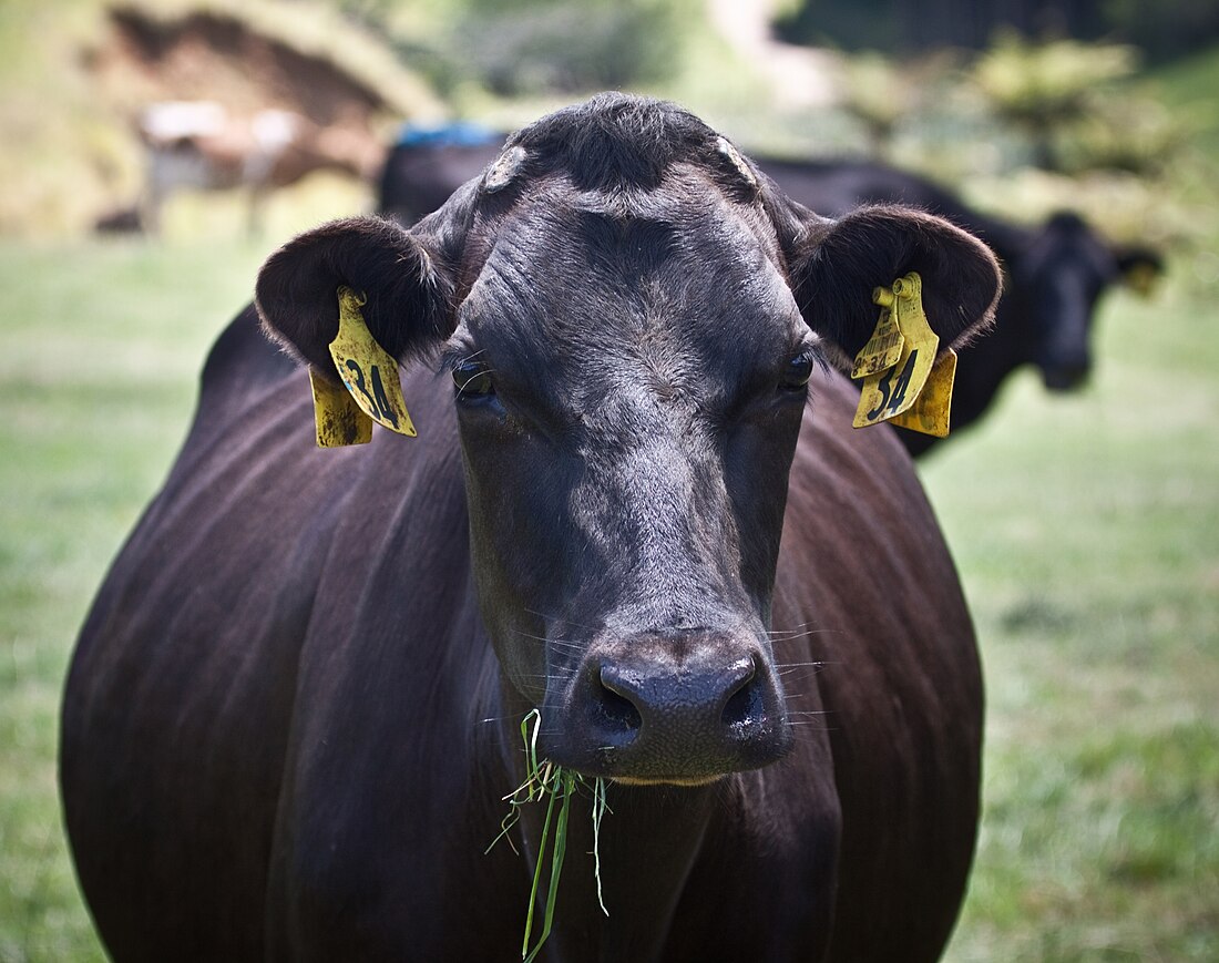 Livestock dehorning