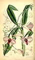 Dendrobium phalaenopsis plate 6817 in: Curtis's Bot. Magazine (Orchidaceae), vol. 111, (1885)