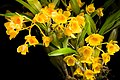 Dendrobium chrysotoxum